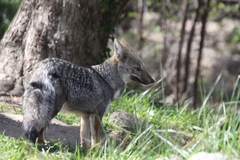 Lycalopex gymnocercus