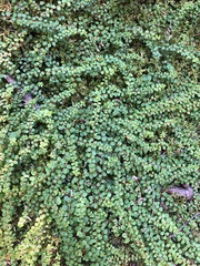 Gaultheria hispidula