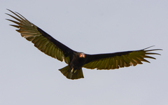 Cathartes burrovianus