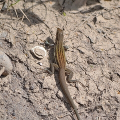 Aspidoscelis gularis