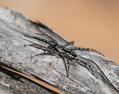 Nyssus coloripes
