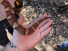 Agkistrodon laticinctus