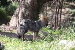 Lycalopex gymnocercus