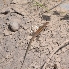 Aspidoscelis gularis