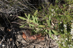 Hakea florulenta