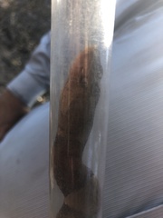 Agkistrodon laticinctus