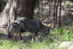 Lycalopex gymnocercus