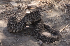 Bothrops alternatus