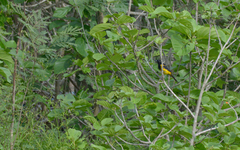 Icterus prosthemelas