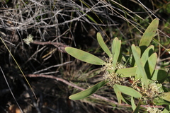 Hakea florulenta
