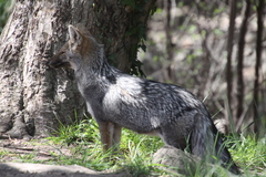 Lycalopex gymnocercus