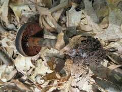 Cortinarius violaceus