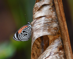 Diaethria clymena