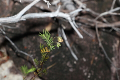 Gompholobium pinnatum