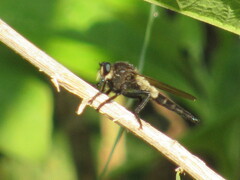 Promachus painteri