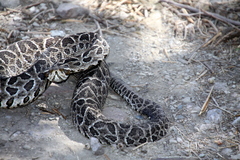 Bothrops alternatus