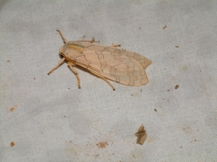 Halysidota