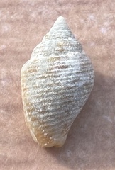 Columbella mercatoria