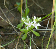 Sedum cockerellii