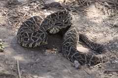 Bothrops alternatus
