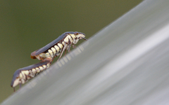 Cicadellidae