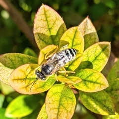 Bembix americana