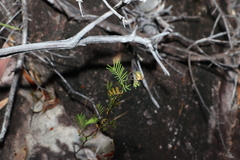 Gompholobium pinnatum