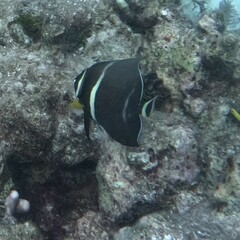 Pomacanthus arcuatus