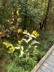 Helianthus hirsutus