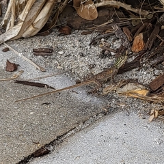 Agama picticauda