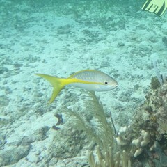 Ocyurus chrysurus