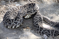 Bothrops alternatus