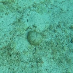 Clypeaster rosaceus