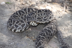Bothrops alternatus