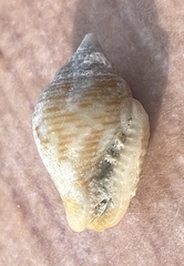 Columbella mercatoria