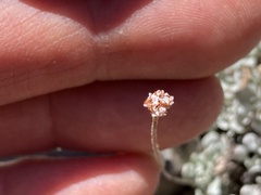 Eriogonum ovalifolium