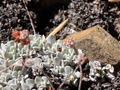 Eriogonum ovalifolium