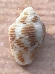 Columbella mercatoria