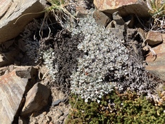 Eriogonum ovalifolium