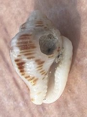 Columbella mercatoria