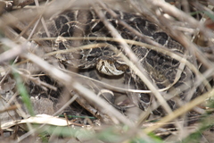 Bothrops alternatus