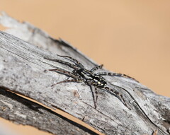 Nyssus coloripes