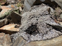 Eriogonum ovalifolium