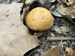 Calvatia rugosa