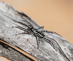 Nyssus coloripes