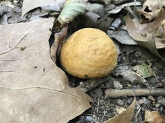 Calvatia rugosa