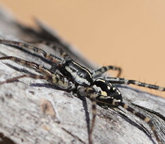 Nyssus coloripes
