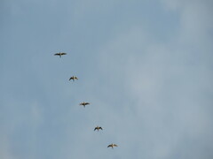 Bartramia longicauda