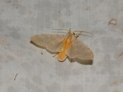 Halysidota