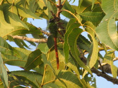 Anax longipes